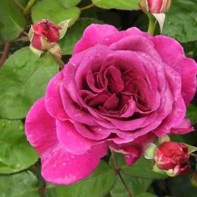 Timeless Purple Rose (Rosa Timeless Purple) 1